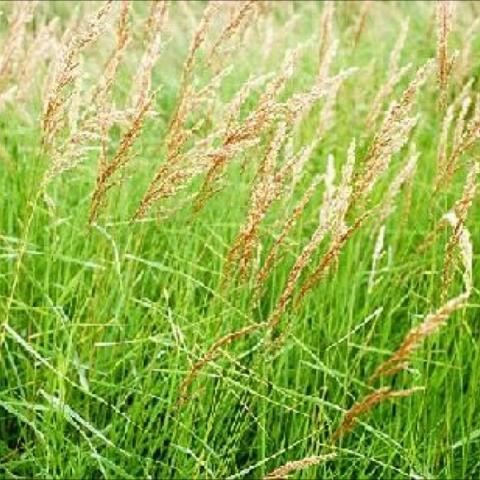 Calamagrostis canadensis, golden seed heads