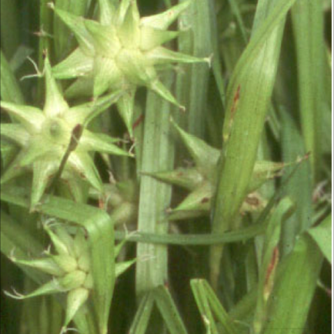 Carex grayii, showing green mace-like grass flowers