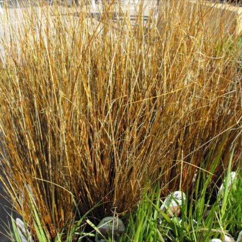 Carex buchanii, golden brown upright grass