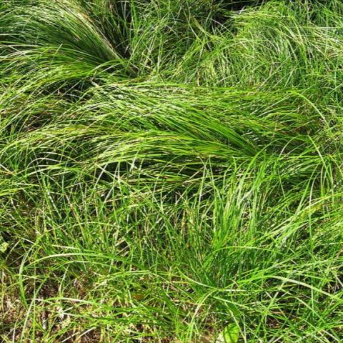 Carex pennsylvanica, green grass, wavy