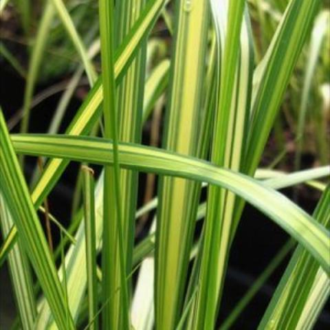 Calmagrostis 'El Dorado', yellow and green blades