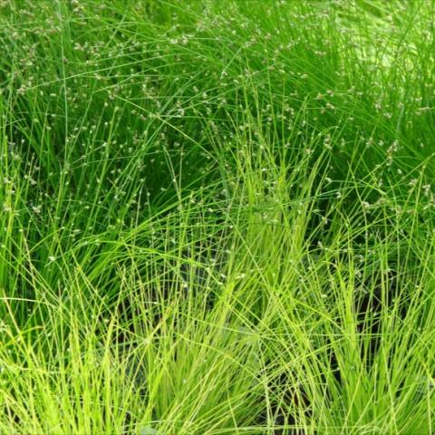 Fiber Optic Grass, green with little light balls on the ends