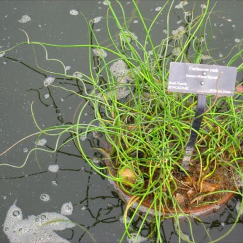 Juncus spiralis, curling green fat grass leaves