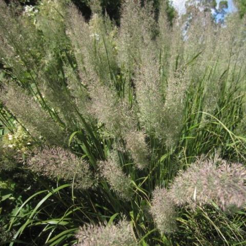 Korean Feather Reed Grass, feathery flower heads