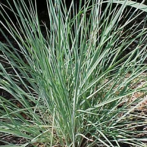 Little bluestem, blue green grass