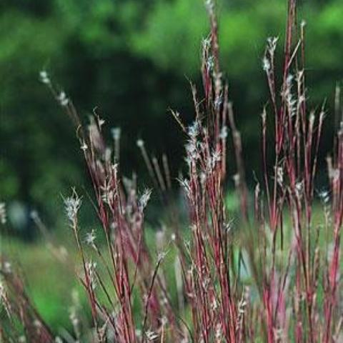 Little Bluestem seed heads and reddish stalks