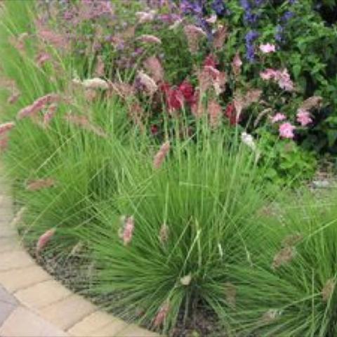 Ruby Grass, pink seed heads on green grass