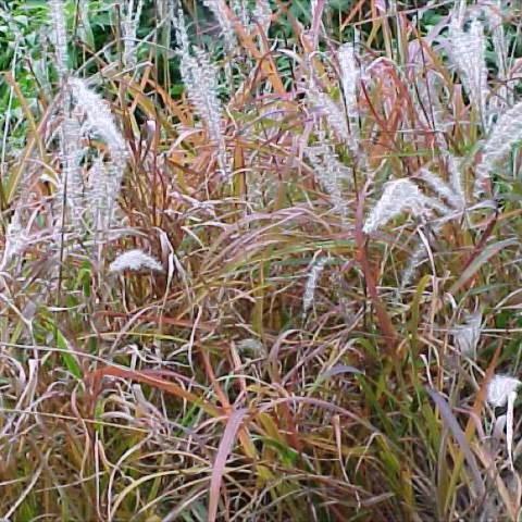 Miscanthus purpurescens, red to bronze grass with silvery flowerheads