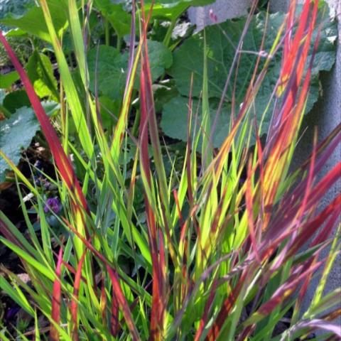 Panicum 'Shenandoah', green upright leaves with red fall color
