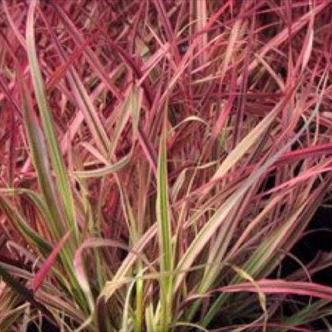 Pennisetum 'Fireworks', red edged grass