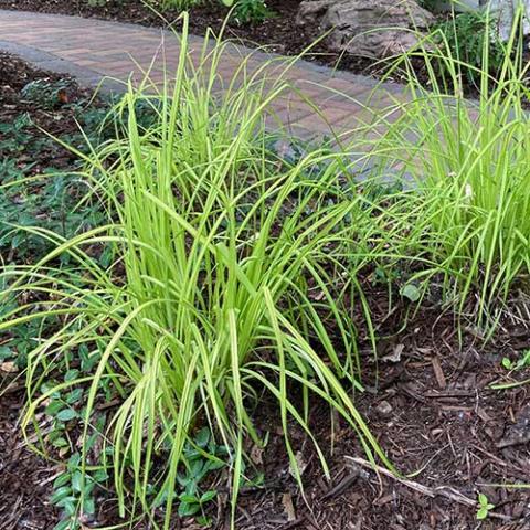 Carex Bowles Golden, narrow yellow-green leaves