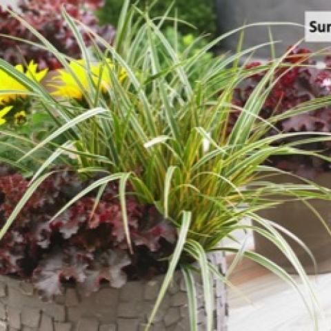 Everglow sedge, green and yellow striped variegated leaf blades