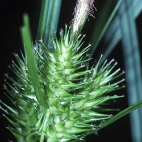 Carex lupulina, wide green seed head