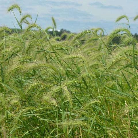 Elymus canadensis, soff-looking seed (flower) heads blowing in the wind