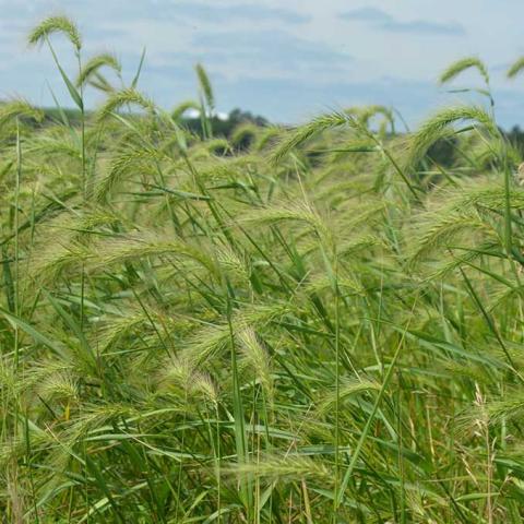 Elymus canadensis, soff-looking seed (flower) heads blowing in the wind