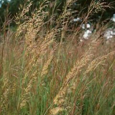 Sorghastrum nutans, golden fluffy seed heads