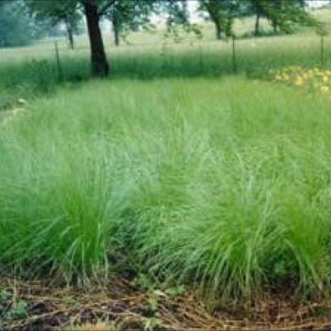 Sporobolus heterolepsis, green grass clumps massed