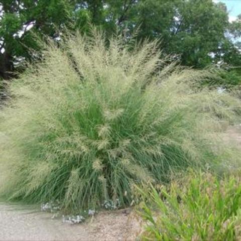 Sporobolus wrightii, large fountain of green grass with gold flowerheads