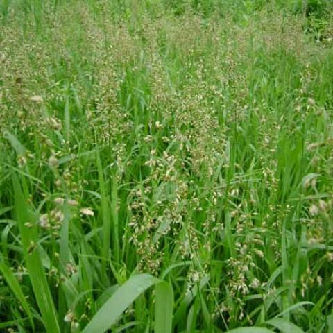 Hierochloe odorata, fun seed heads