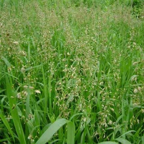Hierochloe odorata, fun seed heads