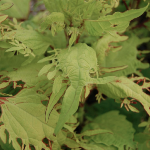 Under the Sea Gold Anemone coleus