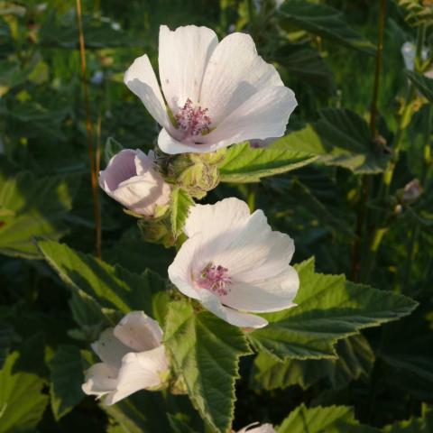 Althaea officinalis, white mallow flowers, green leaves