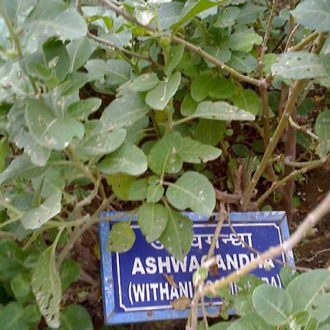 Withania somnifera, gray green leaves