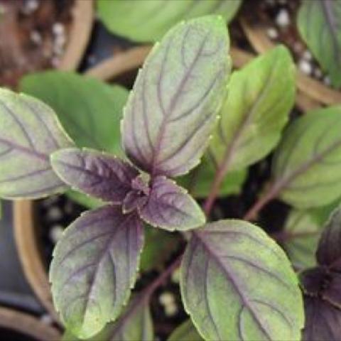 African Blue Basil, purple veins and leaf centers
