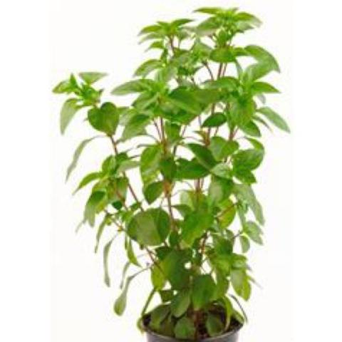 Ajaka Columnar basil, narrow tallish green plant