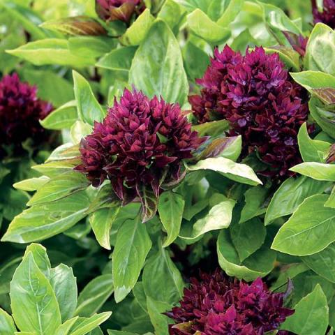 Basil 'Cardinal', green leaves and red bracts like dark red flower clusters