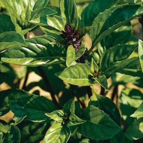 Basil 'Cinnamon', dark purple flowers, green leaves