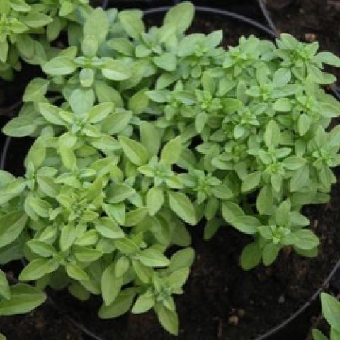 Greek basil, smallish green leaves