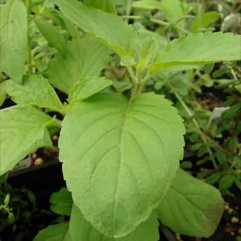 Holy Basil, green leaves