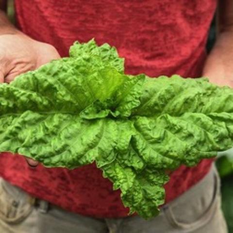 Lettuce leaf basil, large wrinkled green leaves