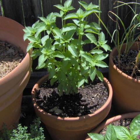 Lime Basil in a pot