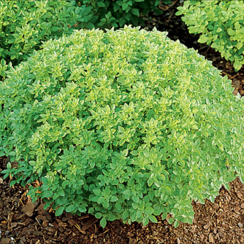 Basil 'Minette', compact green mound of basil leaves