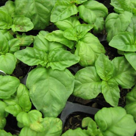 Basil mixed four packs