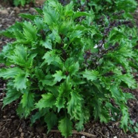 Mrihani basil, green leaves