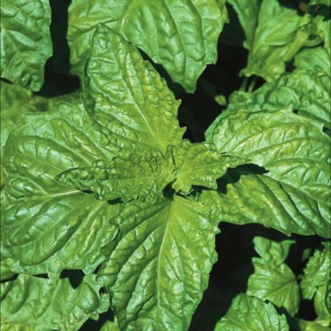 Basil 'Napoletano', corrugated green leaves