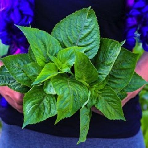 African Tree basil, large green leaves