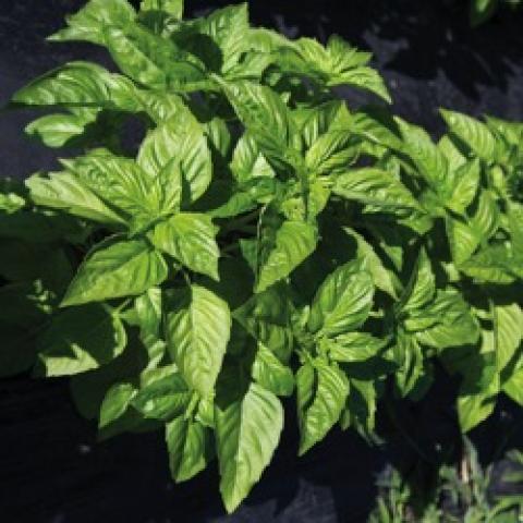 Passion DMR basil, green pointed leaves
