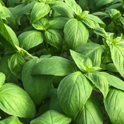 Basil Prospera Compact, green domed leaves