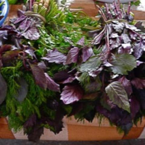 Purple basil leaves