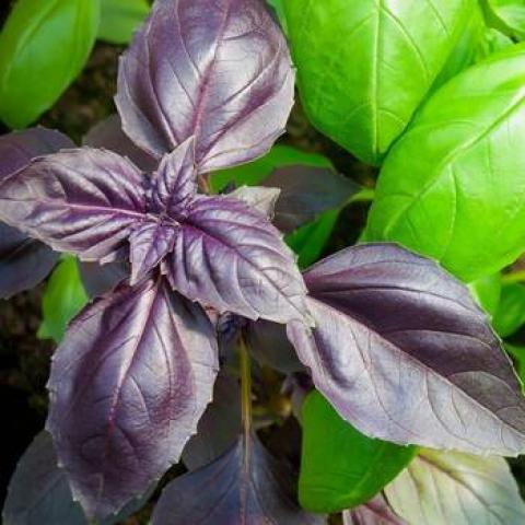 Ready Freddy genovese basil, dark purple leaves