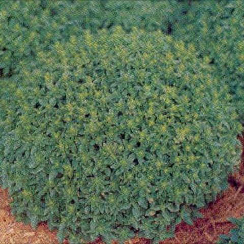 Spicy Globe Basil, circular mound of small green leaves