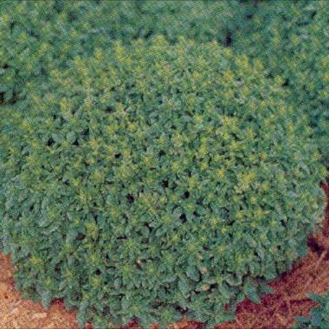 Spicy Globe Basil, circular mound of small green leaves