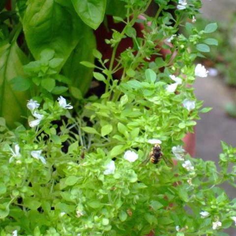 Spicy Globe basil, small green leaves, white flowers