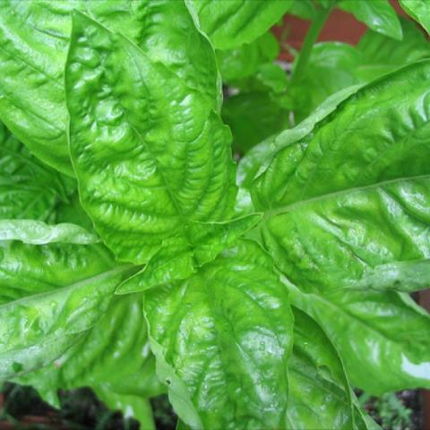 Sweet Genovese Basil