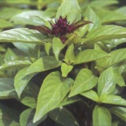 Basil 'Thai Magic', green leaves and dark purple bracts
