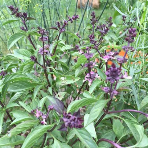 Thai basil, green leaves, purple stems and purple flowers